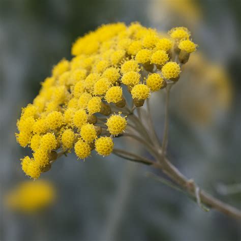 Helichrysum (Immortelle) Skin Care Uses and Benefits
