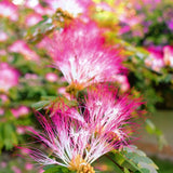 Anima Mundi BOBINSANA | Botanical Ally for Dreamwork + Reflection - Radiant Beauty