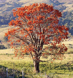 Anima Mundi MULUNGU | Amazonian Dream Ally - Radiant Beauty