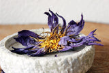 Ayamani BLUE LOTUS WHOLE FLOWERS | Flower of Intuition - Radiant Beauty