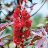 Comptoir des Huiles Jamaican Black Castor Oil Carapate - Radiant Beauty