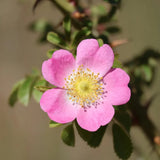 Comptoir des Huiles Rosehip Glow Oil - Radiant Beauty