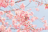 Japanische Kirschblütenmischung | mit blauem Lotus