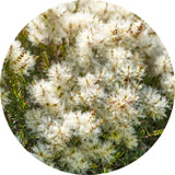 Living Libations® Tea Tree Essential Oil - Radiant Beauty