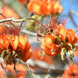 Anima Mundi MULUNGU | Amazonian Dream Ally