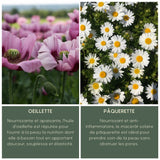 Oden Poppy Oil to Milk Cleanser - Radiant Beauty