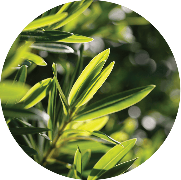 Living Libations® Tea Tree Essential Oil - Radiant Beauty