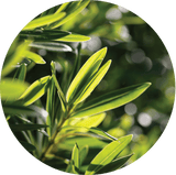 Living Libations® Tea Tree Essential Oil - Radiant Beauty